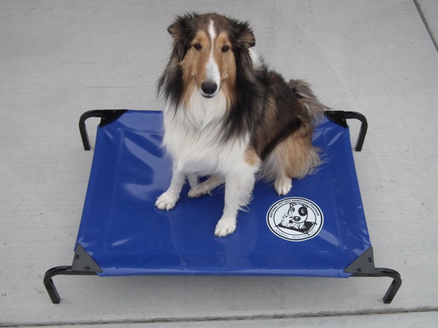 The area shelters receiving their first beds to keep pets off the hard pavement floors to sleep.